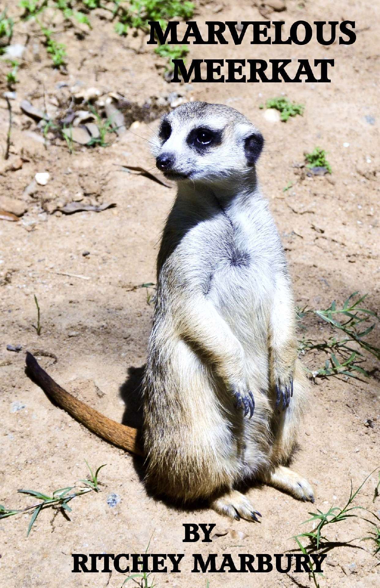 MARVELOUS MEERKAT