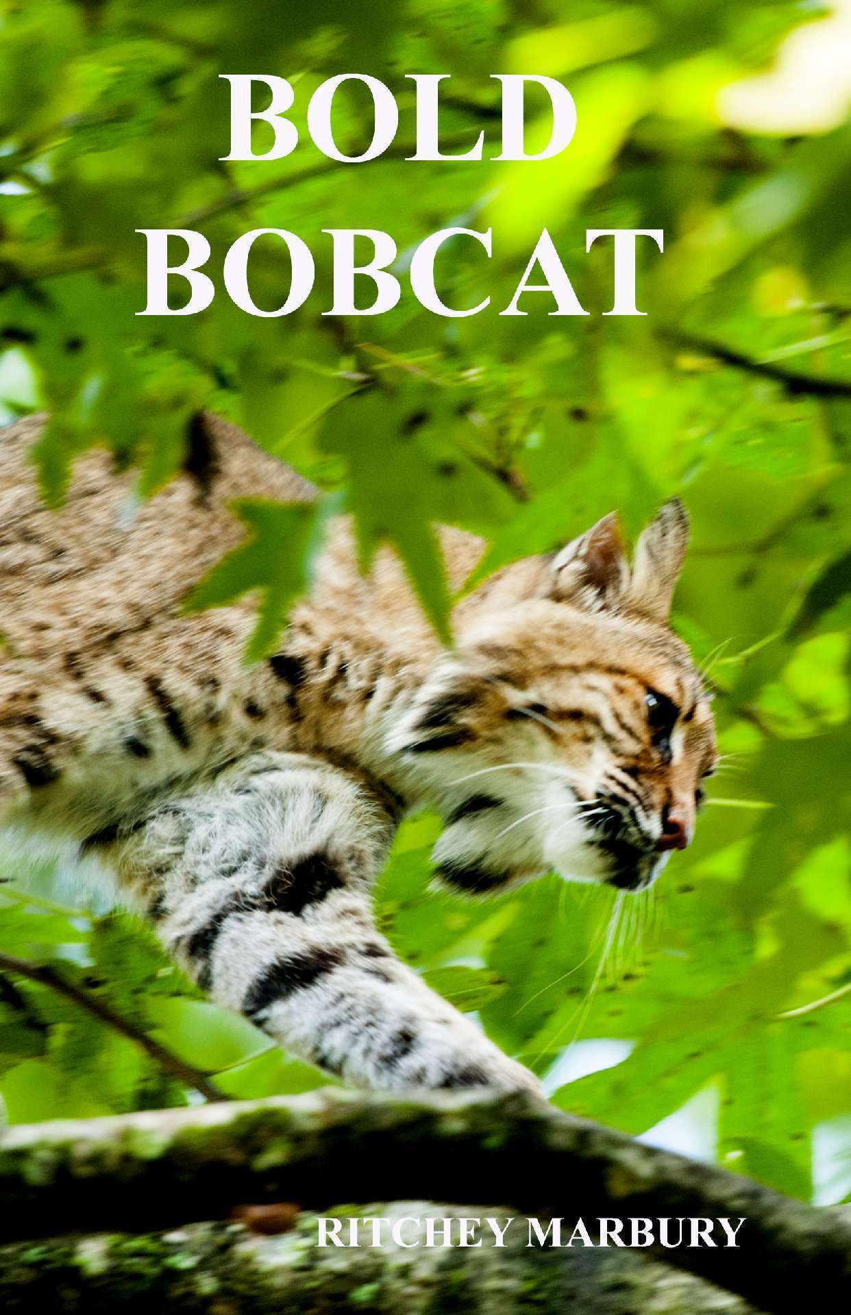 BOLD BOBCAT