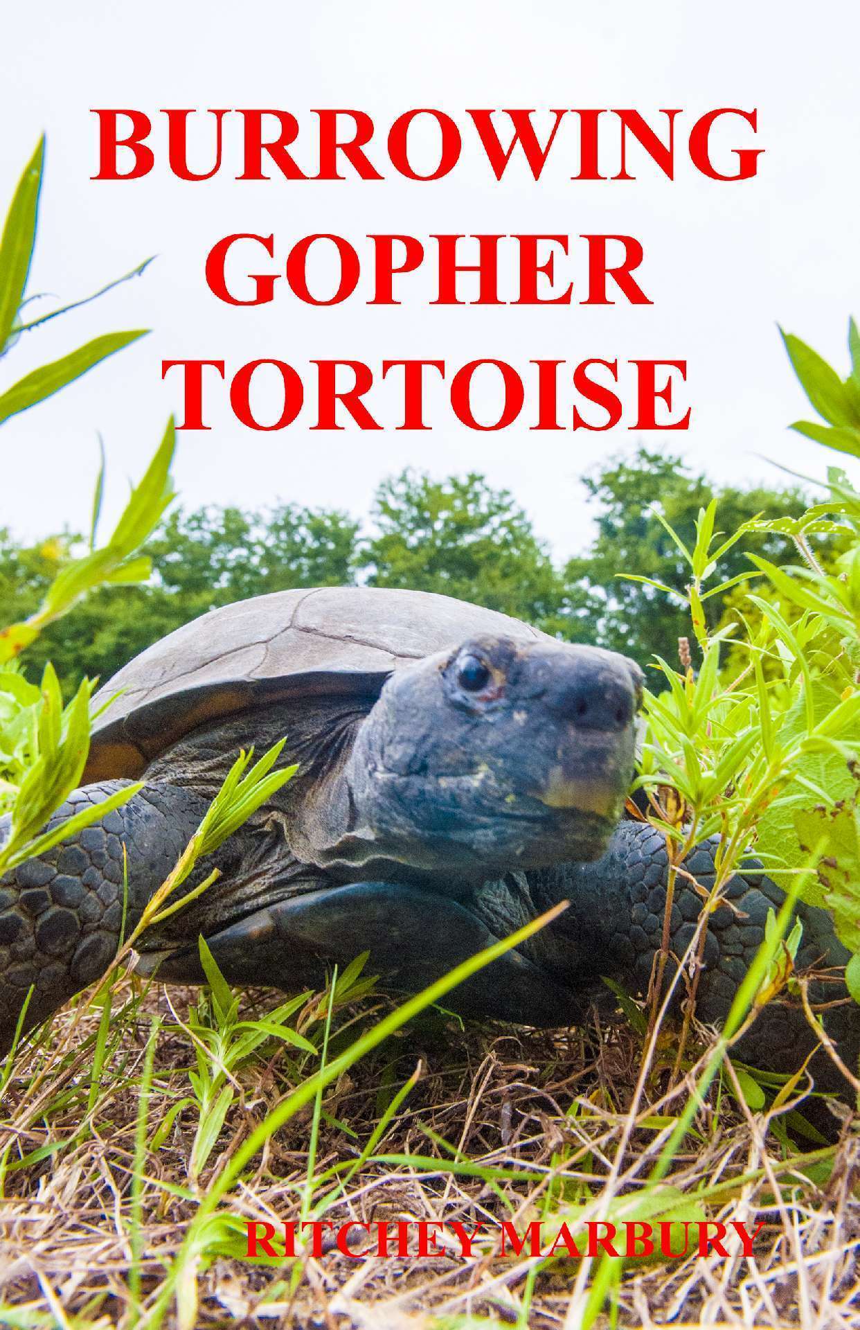 BURROWING GOPHER TORTOISE