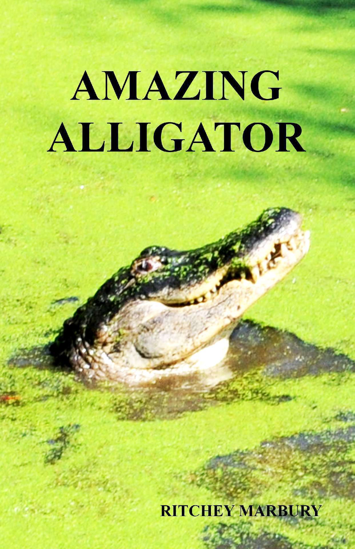 AMAZING ALLIGATOR