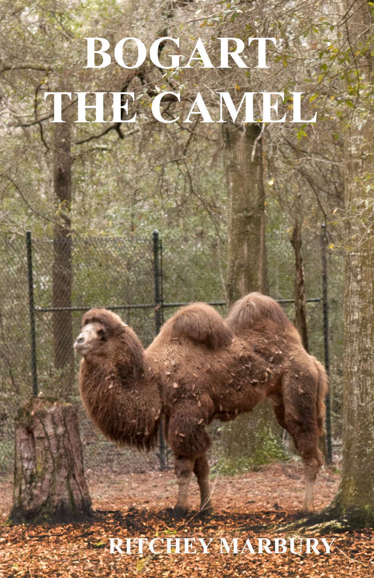 BOGART THE CAMEL
