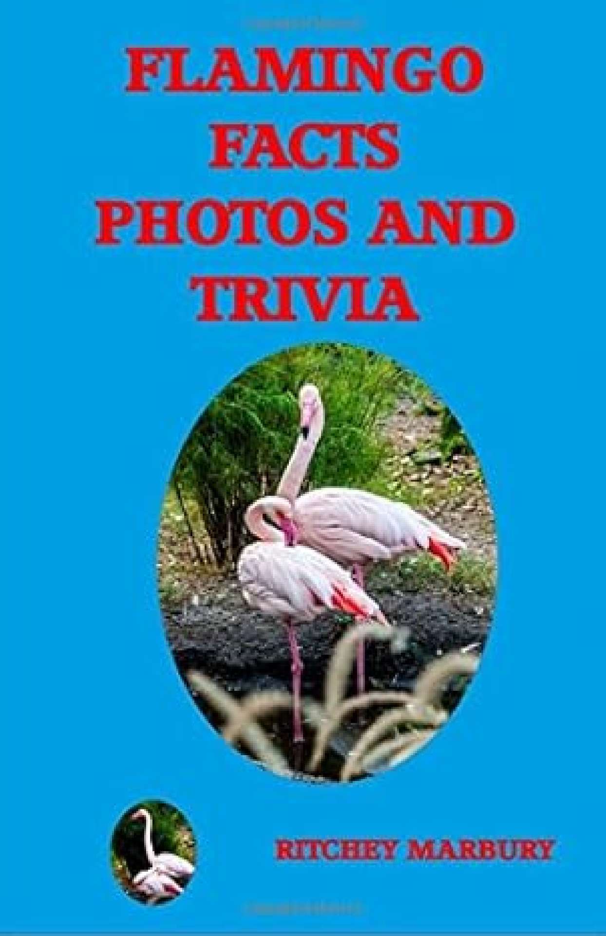 FLAMINGO FACTS PHOTOS AND TRIVIA